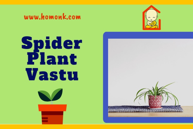 spider plant vastu